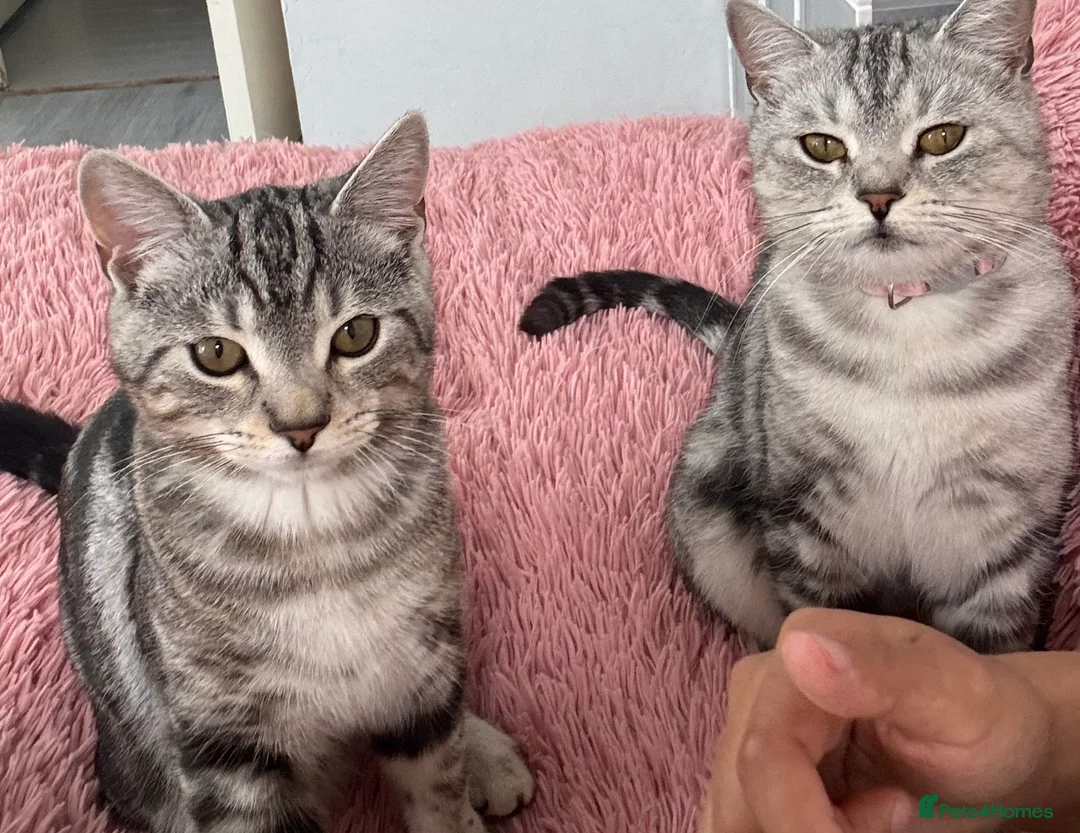 British Shorthair cats for sale: Light grey British short hair  - Advert 7