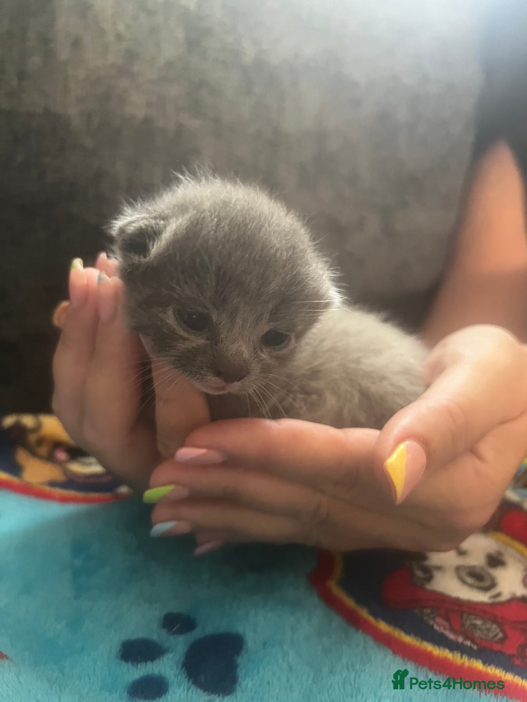 Persian cats for sale: Persian kittens  - Image 6