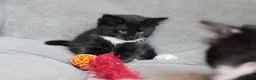 Turkish Angora cats for sale: Turkish Angora Mix Kittens - Advert 12