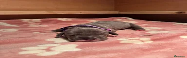 Great Dane 5