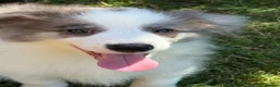 Border Collie dogs for sale: KC Registered, Health tested, Fully Vaccinated  - Advert 27