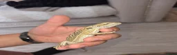 Bearded Dragon reptiles for sale: Baby beardies  - Advert 8