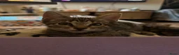 Bengal cats for sale: Soft fluffy bengals - Advert 8