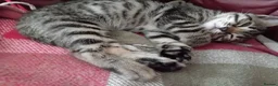 Bengal cats for sale: 4x Girls & 4x Boys – Stunning Bengal cross Kittens - Advert 36