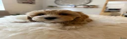 Maltipoo dogs for sale: Gorgeous Maltipoo Puppies 🐾💕 - Advert 9