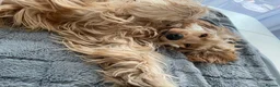 Cocker Spaniel dogs for sale: Beautiful Golden Cocker Spaniel Puppies KC Reg. - Advert 11