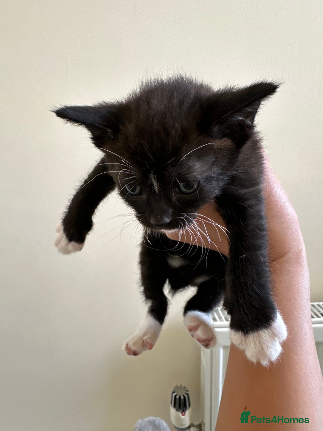 Mixed Breed cats for sale: Adorable kittens  - Image 5