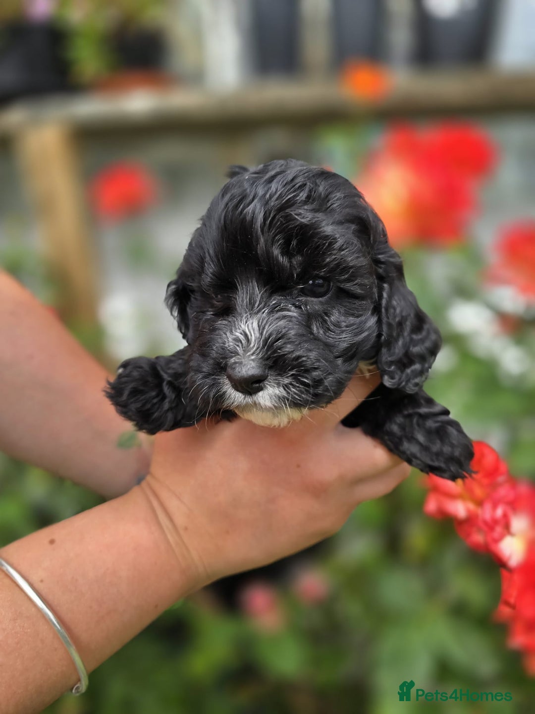 Cockapoo dogs for sale: F1 working cockapoo puppies - Image 17