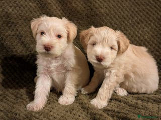 Miniature Schnauzer dogs KC Reg Rare Wheaten Miniature Schnauzers - Advert 2