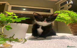 Mixed Breed cats for sale: KITTENS! Batch of cuties for sale in Basinsgtoke - Image 21