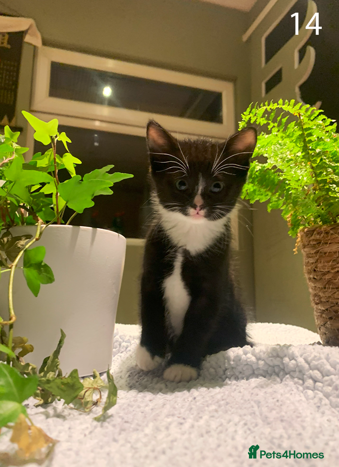 Mixed Breed cats for sale: KITTENS! Batch of cuties for sale in Basinsgtoke - Image 21