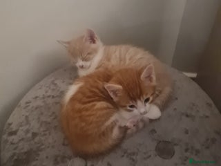 Mixed Breed cats Beautiful kittens - Advert 1