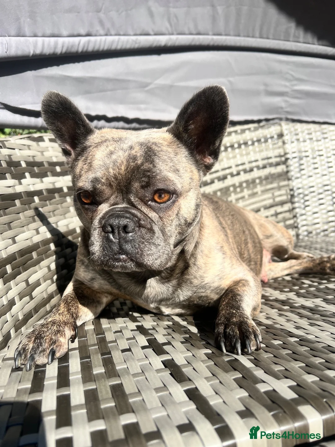 French Bulldog dogs for sale: Beautiful French bulldogs new borns  🐶💙💗 - Advert 1
