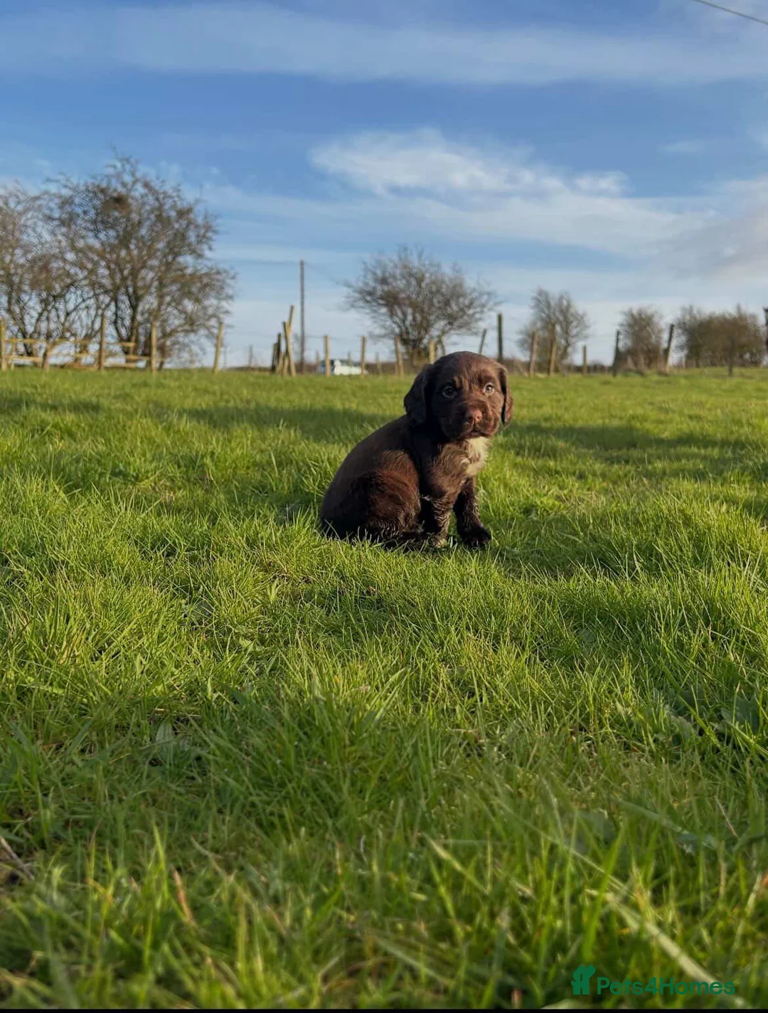 Cocker Spaniel dogs for sale: Cocker spaniel puppy’s  in Stoke-on-Trent - Advert 2