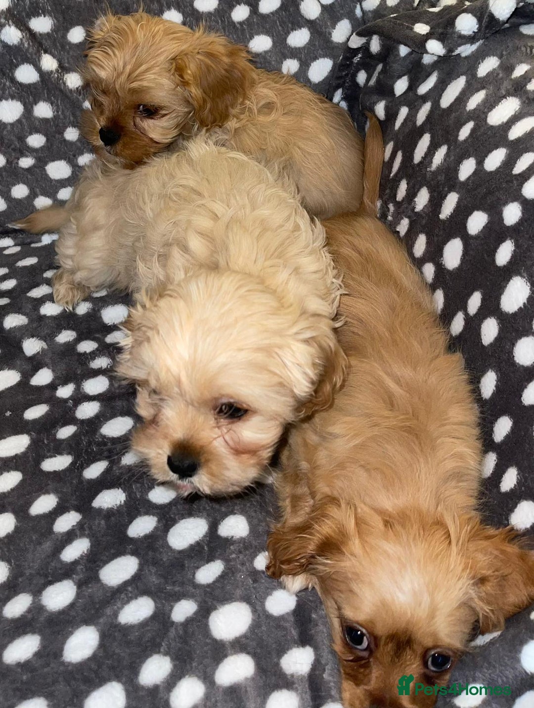 Cavapoo dogs for sale: Cavapoo puppies  - Advert 5