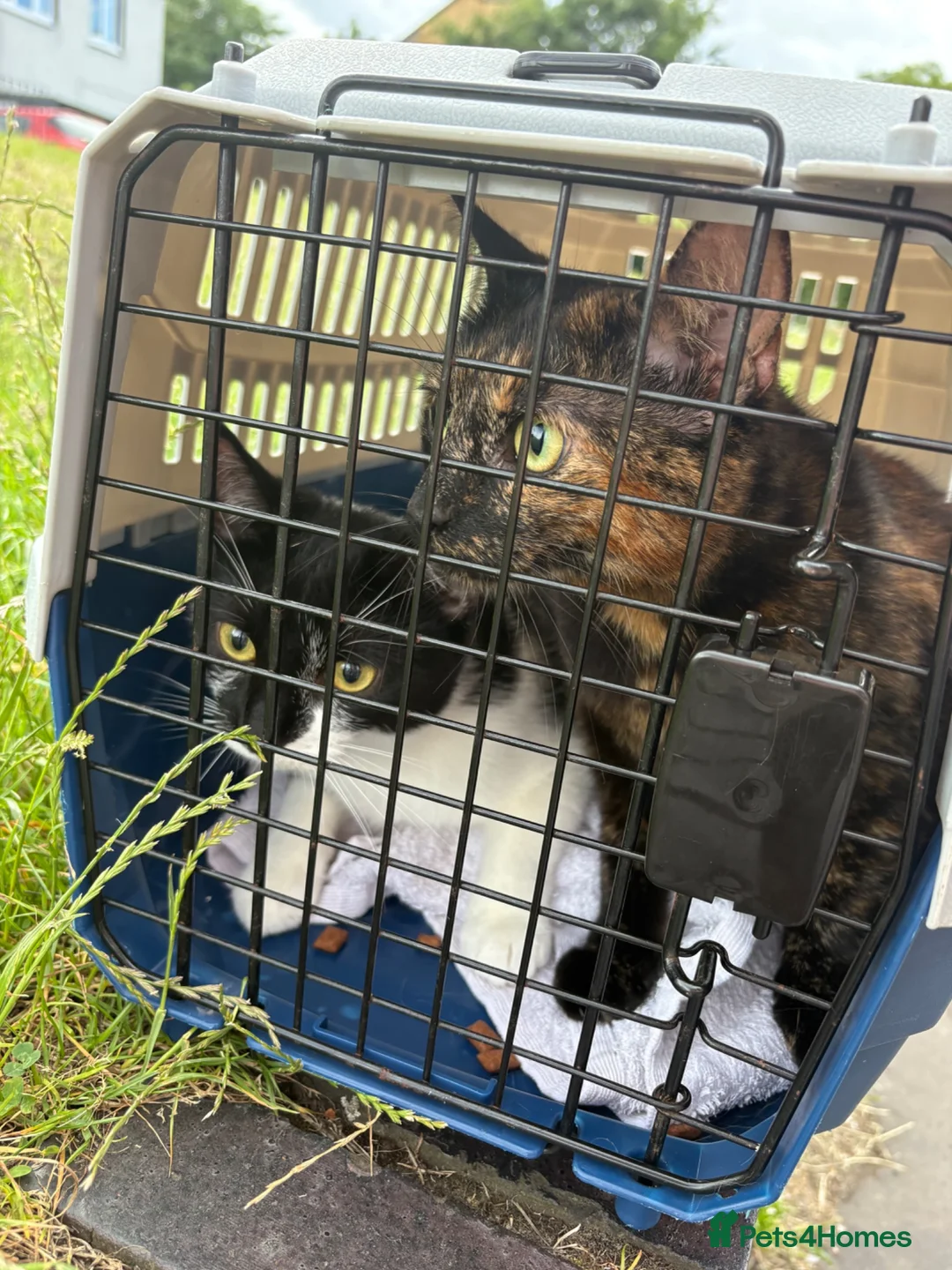British Shorthair cats for sale: 2 female cats both spayed PRICE NEGOTIABLE  - Advert 2