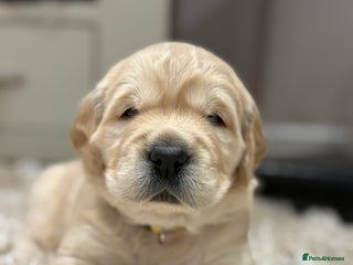 Golden Retriever dogs 1 female Golden Retriever Pup left for sale🥰🏡 - Advert 3