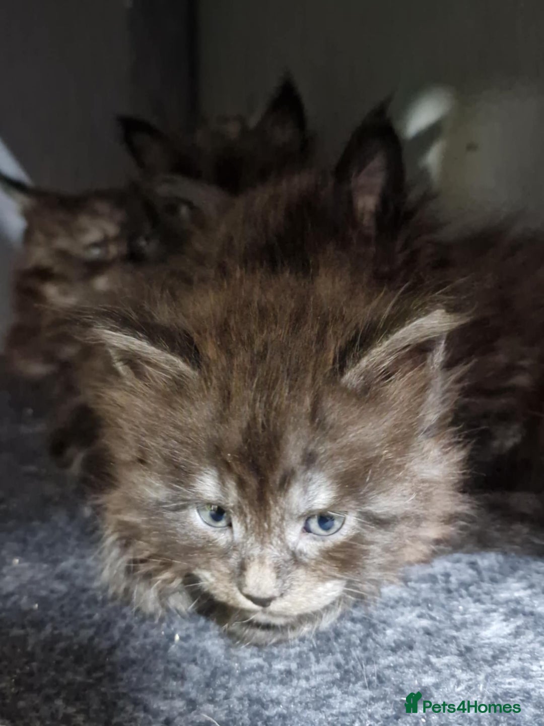 Maine Coon cats for sale: Maincoon kittens  - Advert 6