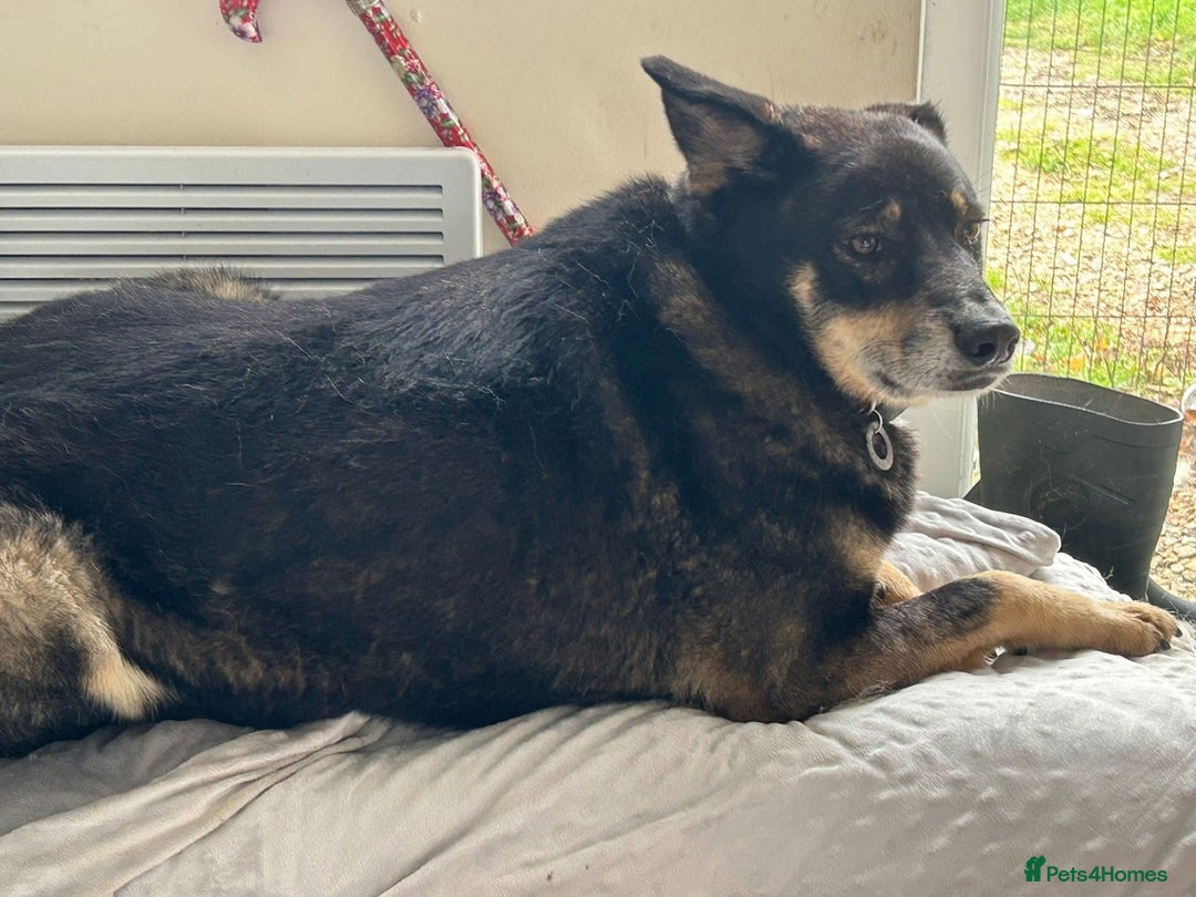 Mixed Breed dogs for adoption: Ben - Norwich Norfolk  - Advert 12