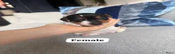 Jack Russell dogs for sale: 3 beautiful Jack Russell puppies - Advert 5