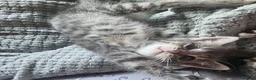 Mixed Breed cats for sale: Cuddle Boy Grey Tabby - Advert 6