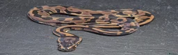 Python Snake reptiles for sale: UPDATED Various Ball Python Hatchlings - Advert 11
