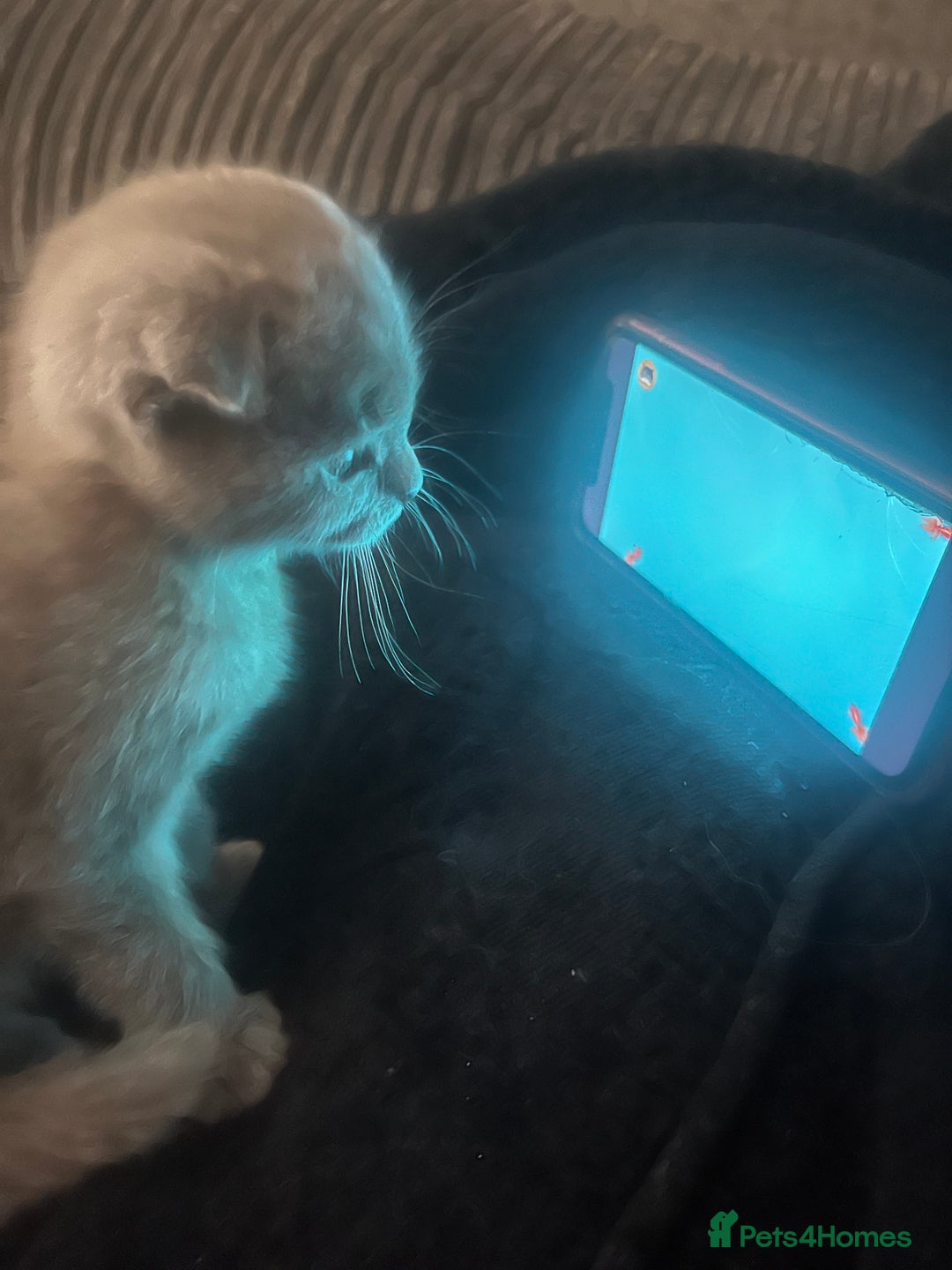 Scottish Fold cats for sale: Scottish fold kittens for sale  - Image 4