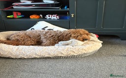 Cockapoo dogs for sale: Loving 1 year old boy (buddy) - Image 5
