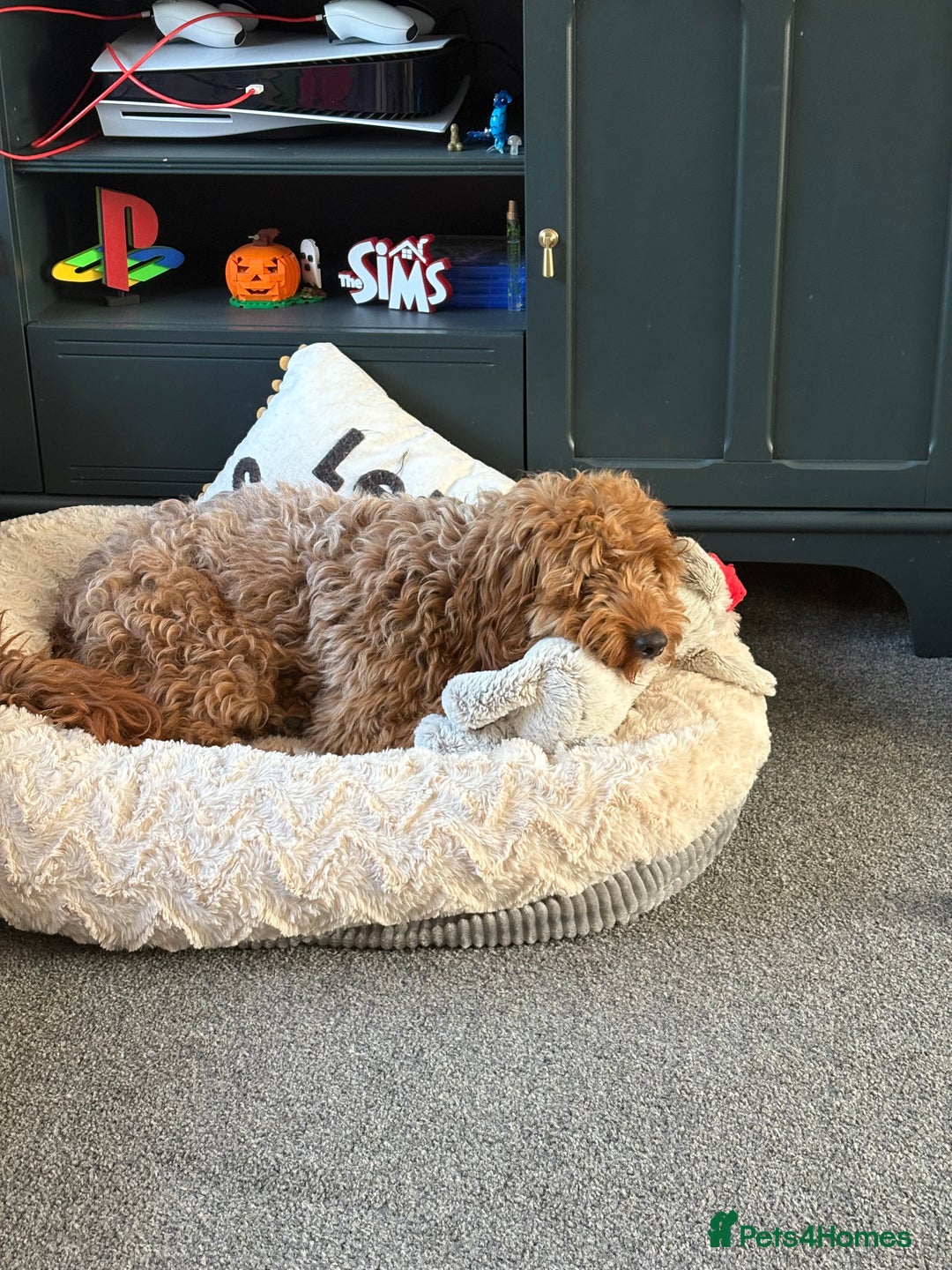 Cockapoo dogs for sale: Loving 1 year old boy (buddy) - Image 5