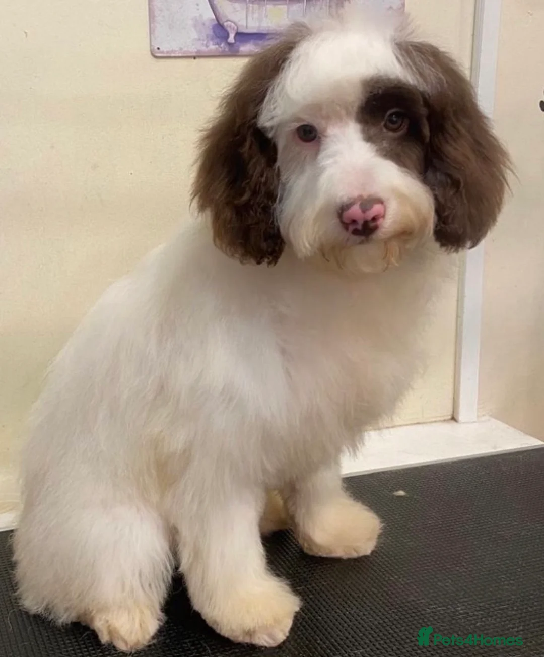 Cavapoo dogs for sale: F1B male Cavapoo  in Battle - Advert 2