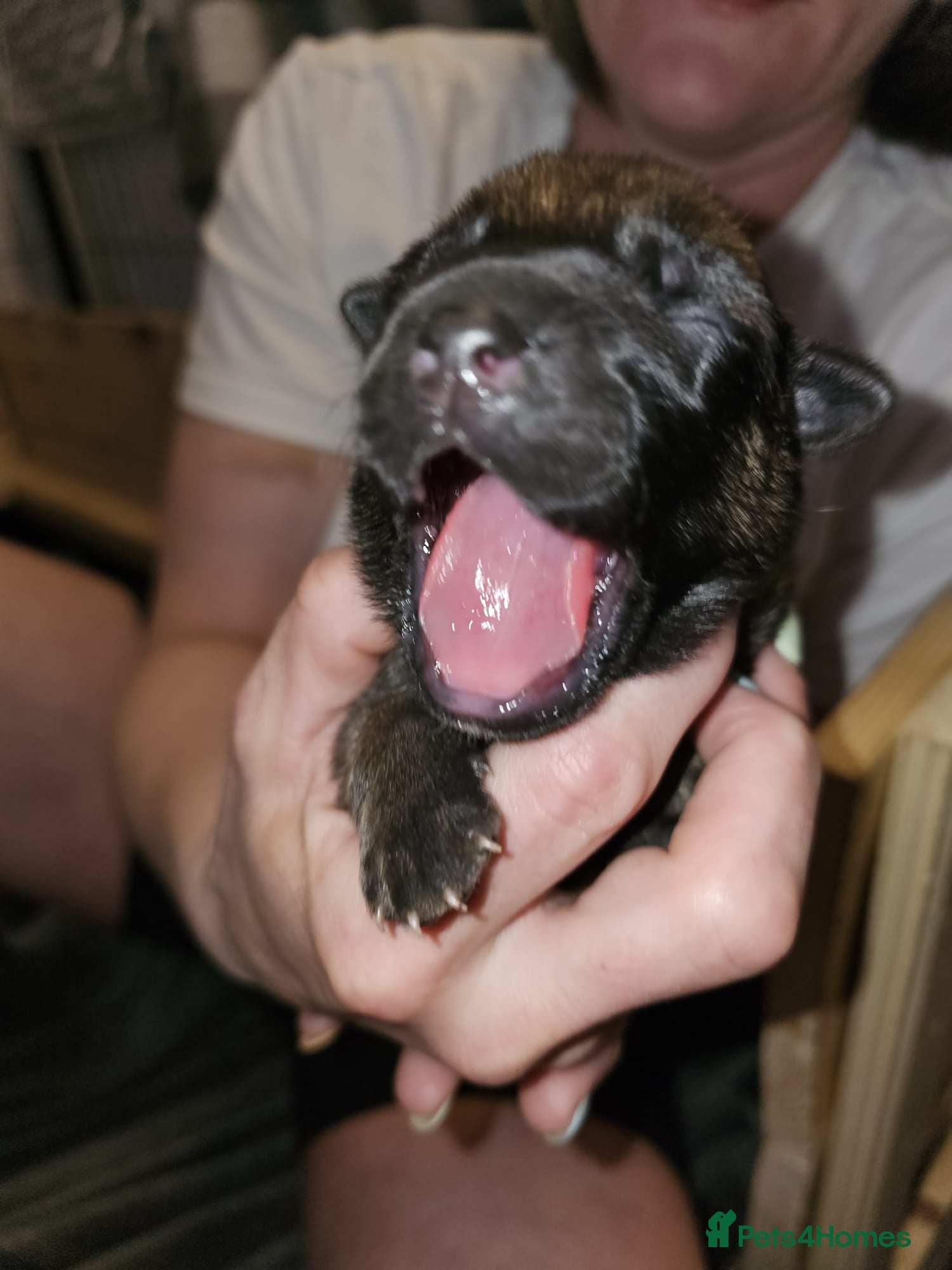 Belgian Shepherd Dog dogs Belgian Malinois Puppies for Sale (Working Line) - Advert 2