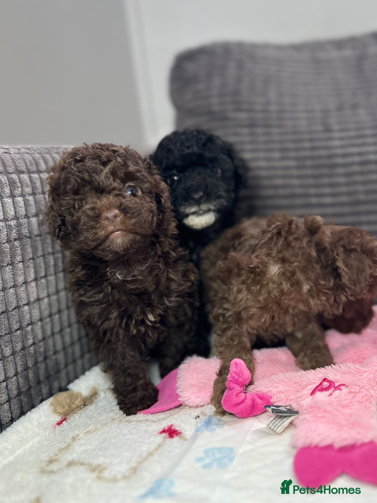 Toy Poodle dogs Toy poodle puppies  - Advert 18