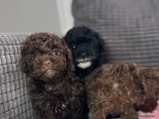 Toy Poodle dogs Toy poodle puppies - Advert 18