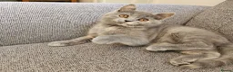 British Shorthair cats for sale: GCCF beauties ready to go. - Advert 4