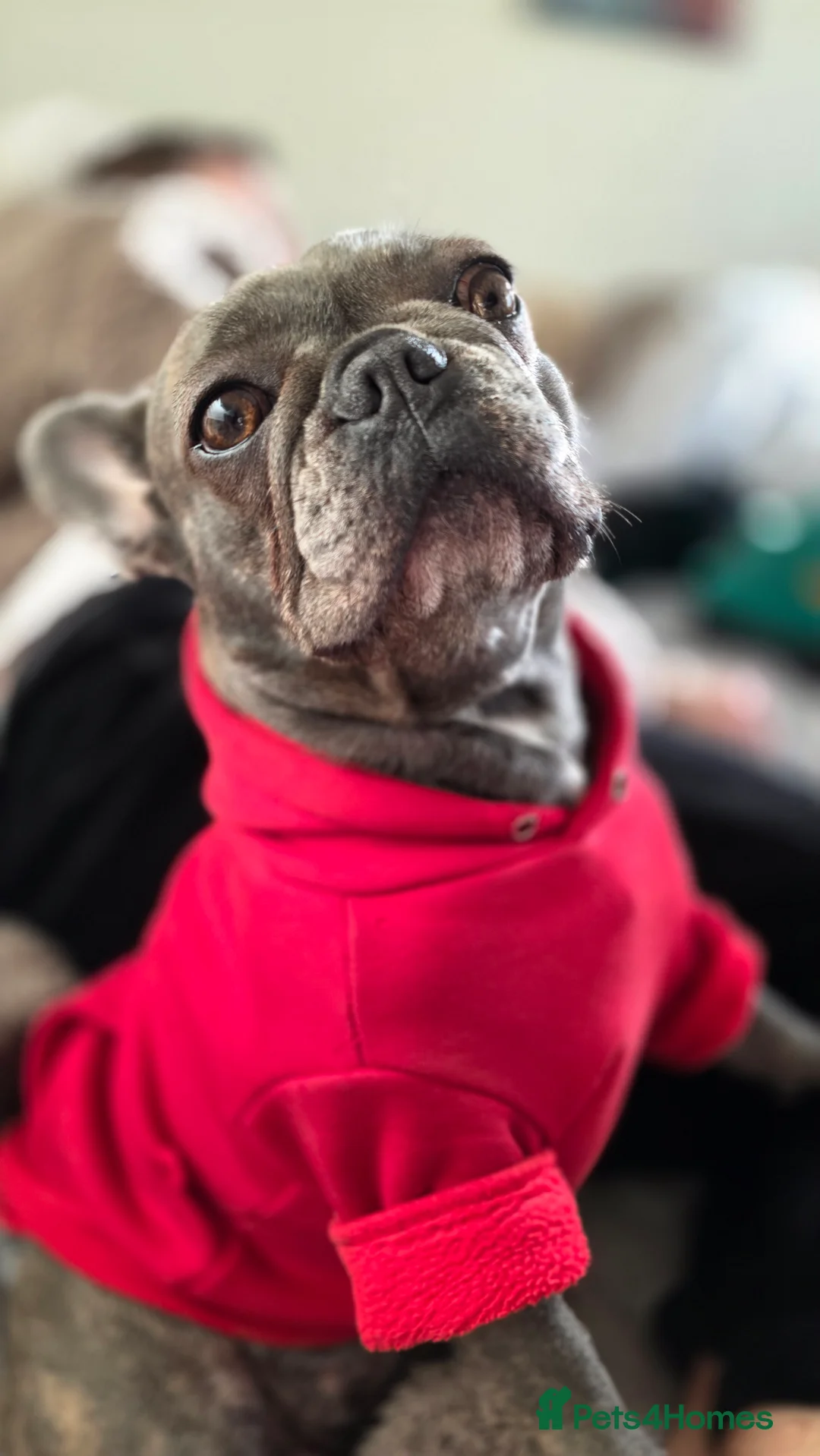 Mixed Breed dogs for sale: Frenchie x Chihuahua - Advert 7