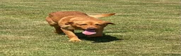 Labrador Retriever dogs for sale: Gorgeous dark Fox Red Pedigree Labs - Advert 18