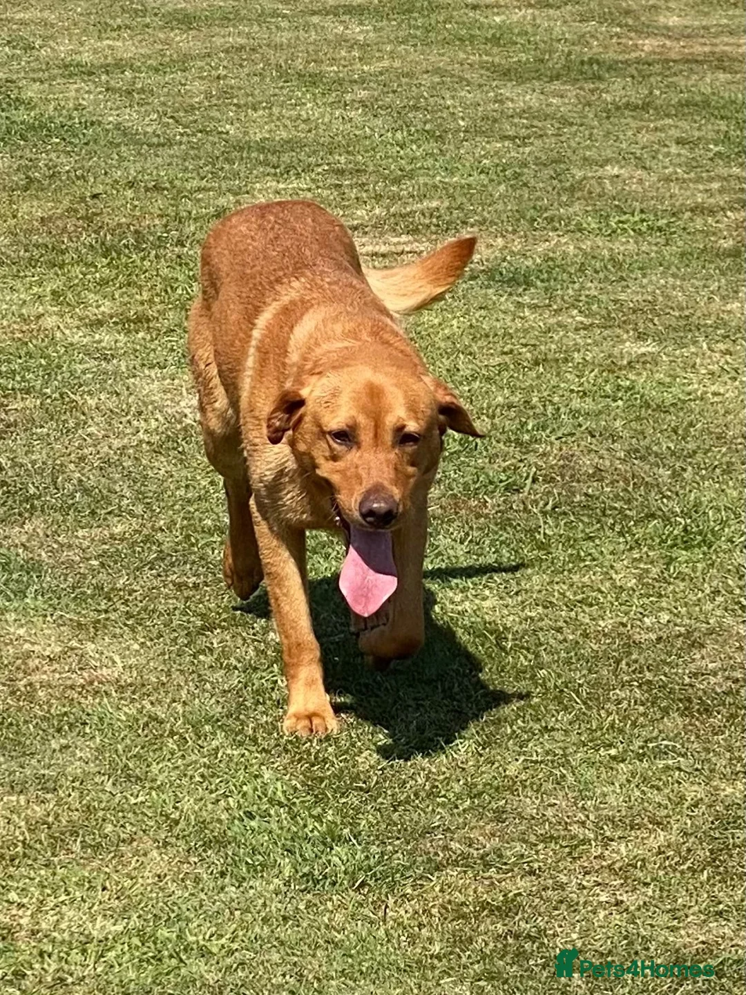 Labrador Retriever dogs for sale: Gorgeous dark Fox Red Pedigree Labs - Advert 18