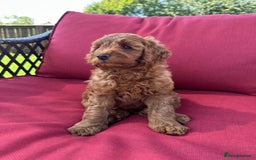 Cockapoo dogs for sale: Westcraigs Cockapoos - Image 27
