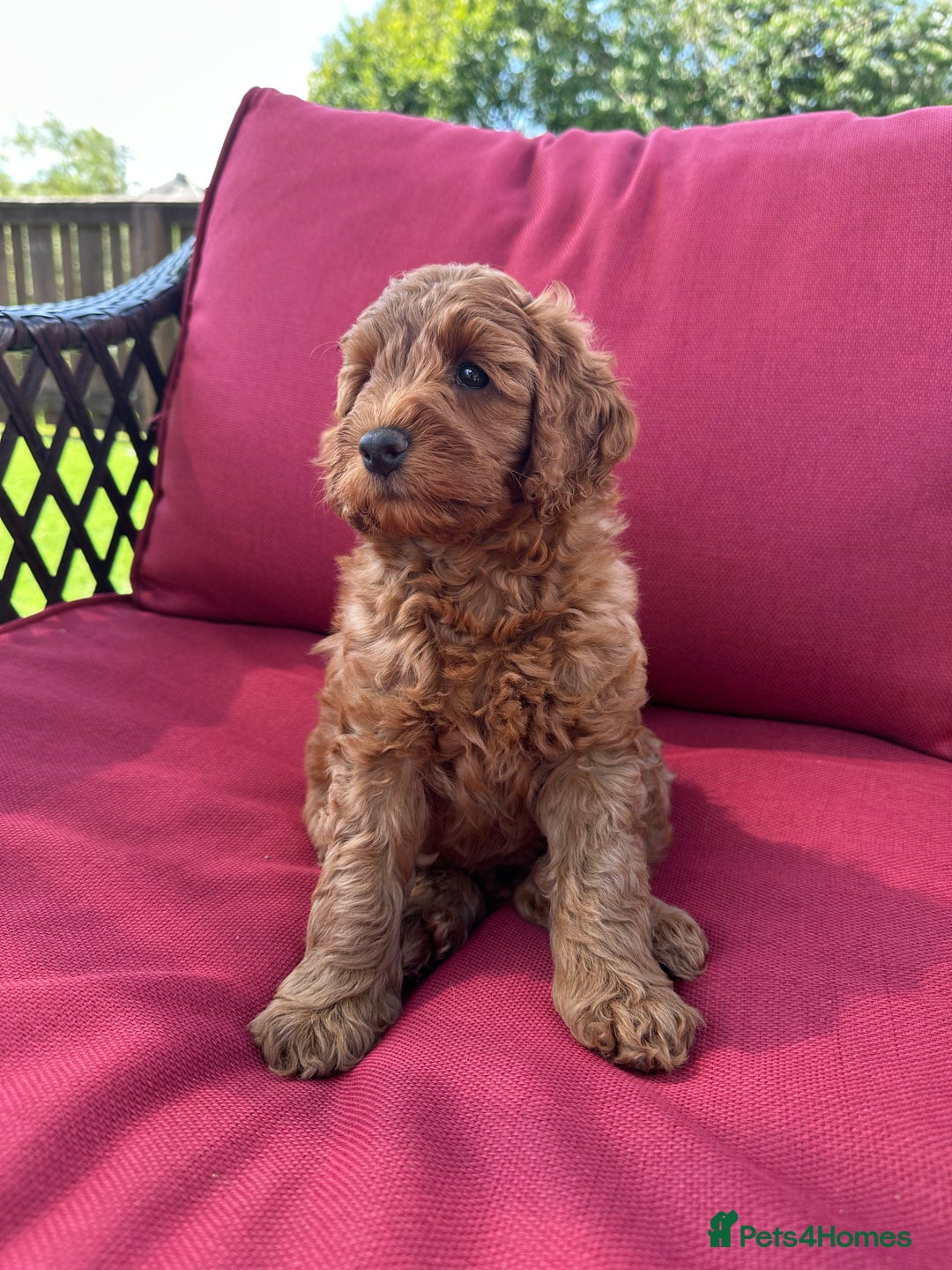 Cockapoo dogs for sale: Westcraigs Cockapoos - Image 27