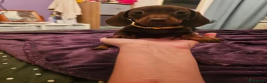 Dachshund 2