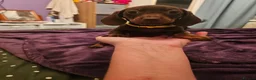 Dachshund dogs for sale: 5 beautiful puppies available - Advert 19