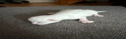 Mixed Breed cats for sale: Beautiful mixed breed kittens  - Advert 4