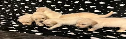 Golden Retriever dogs for sale: Golden Retrievers  - Advert 3
