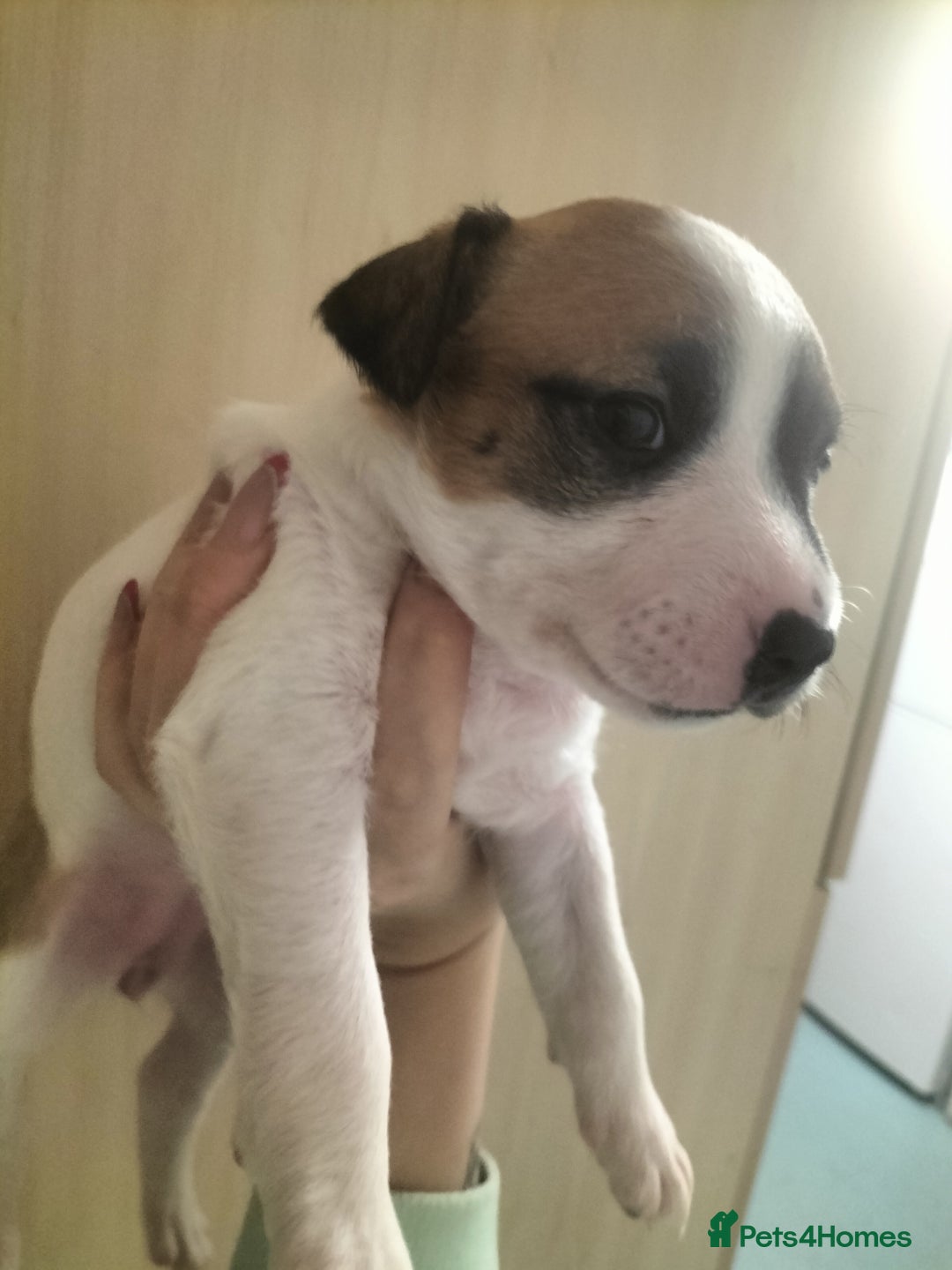 Mixed Breed dogs for sale: Cute litter of puppies  - Advert 4