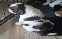 Cocker Spaniel dogs for sale: 2 x BOYS - KC Reg Working Cocker Spaniels - Image 6