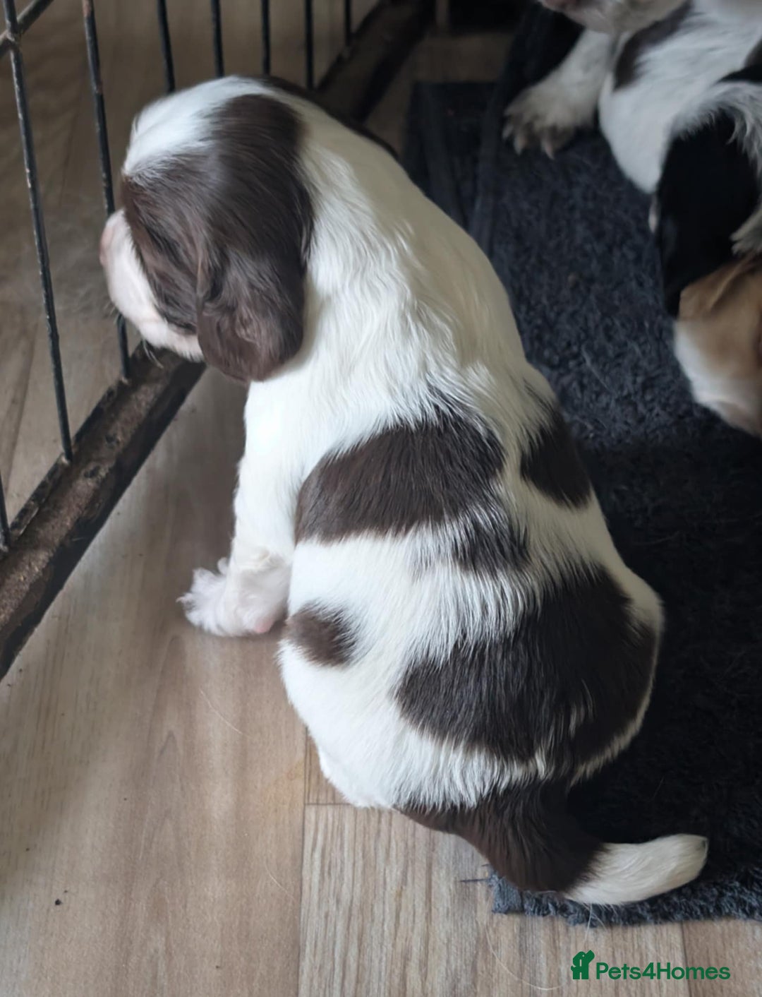 Cocker Spaniel dogs for sale: 2 x BOYS - KC Reg Working Cocker Spaniels - Image 6