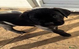 Cane Corso dogs for sale: Pure cane corso puppies  - Advert 3