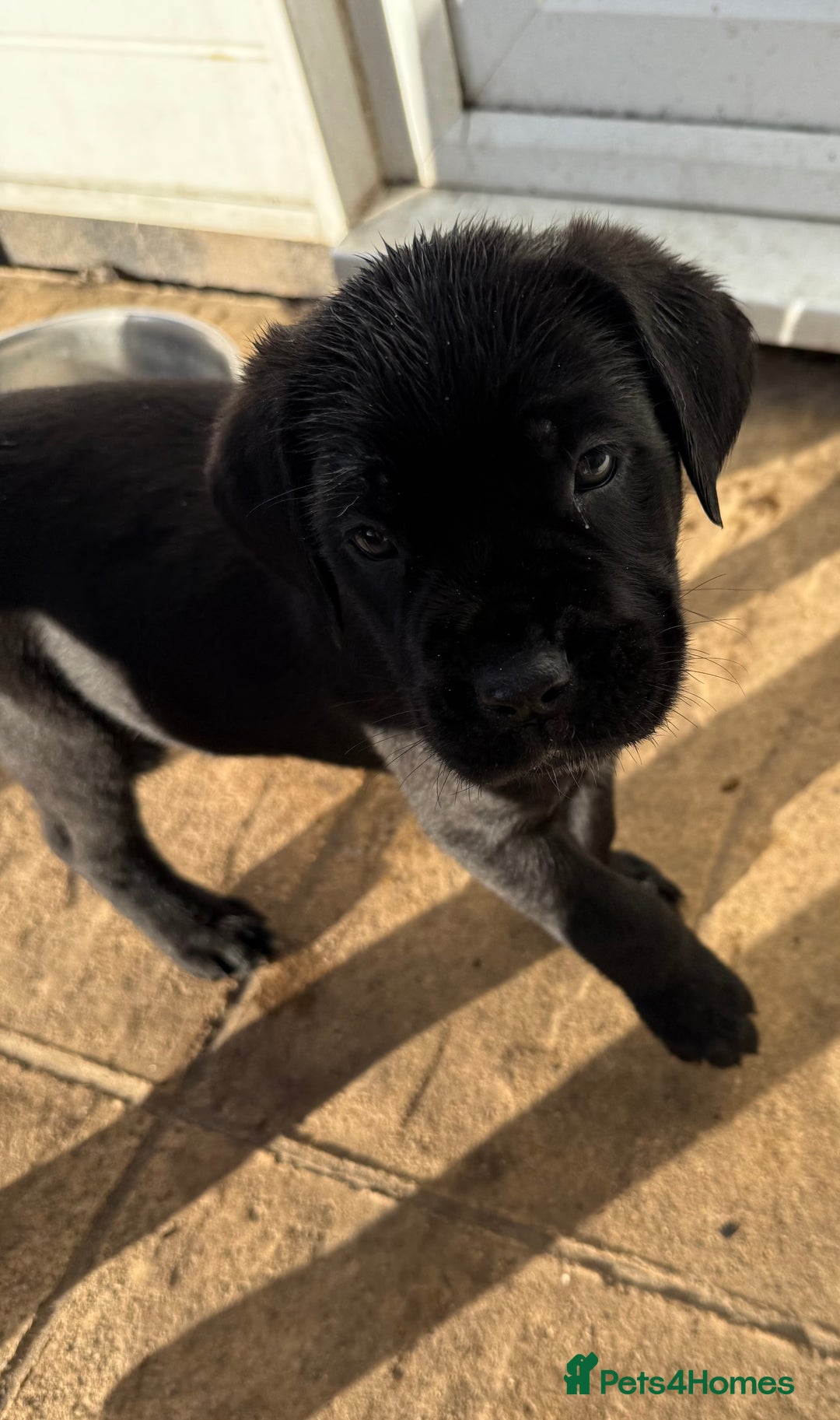 Cane Corso dogs for sale: Pure cane corso puppies  - Advert 3