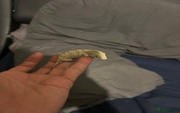 Gecko reptiles for sale: Leachi gecko  - Image 10