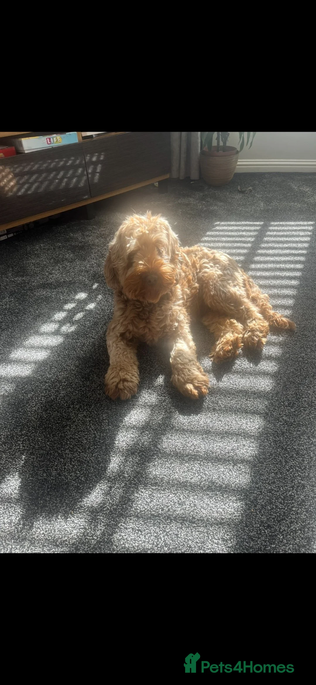 Cockapoo dogs for sale: Beautiful cockapoo pups - Advert 2